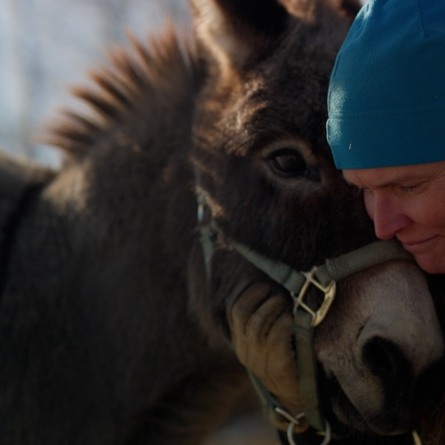 A person puts their head against a horses at The Good Earth Farm
