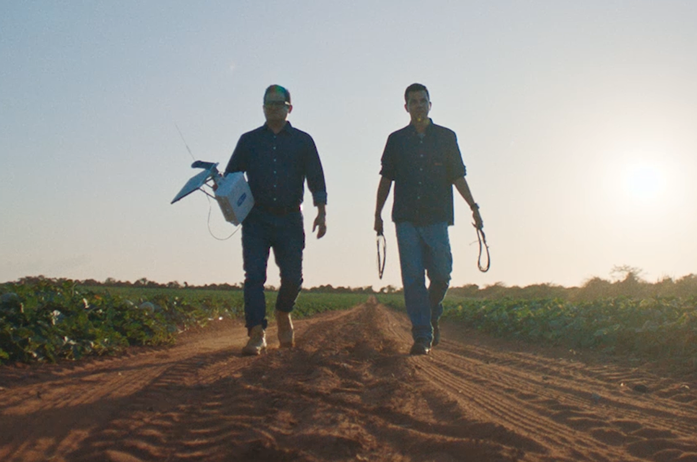 Dois homens andando em uma plantação de melão ao pôr do sol.