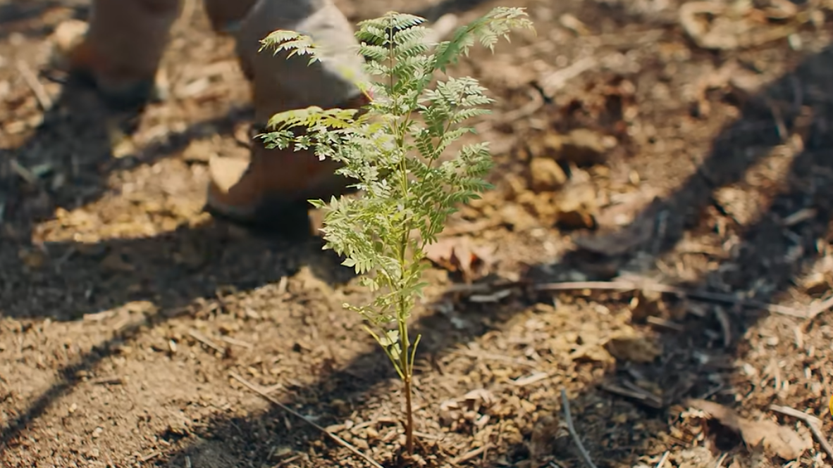 Ecoporé thumbnail